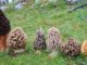 Une photo de différentes morilles