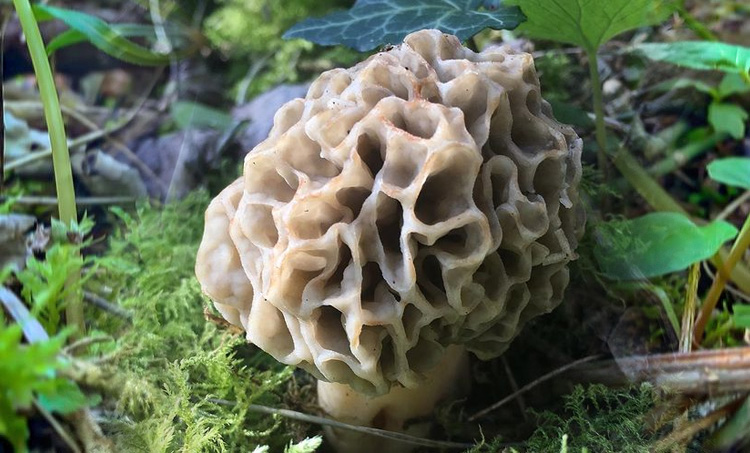 morchella esculenta var. rotunda