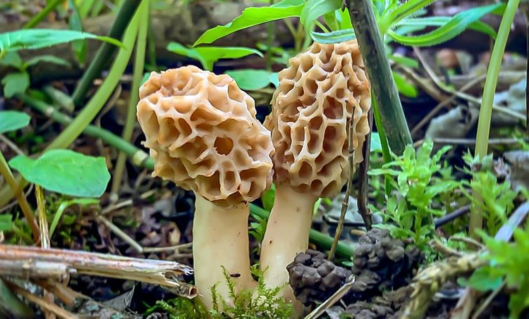 morchella esculenta