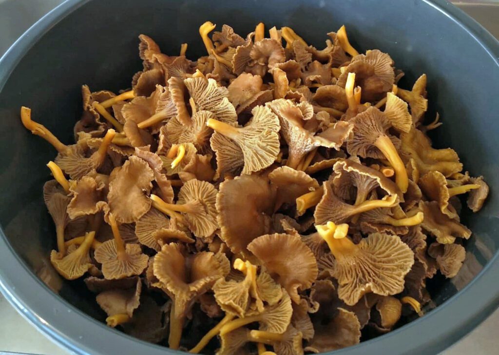 nettoyer les girolles