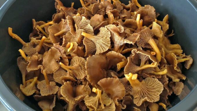 nettoyer les girolles