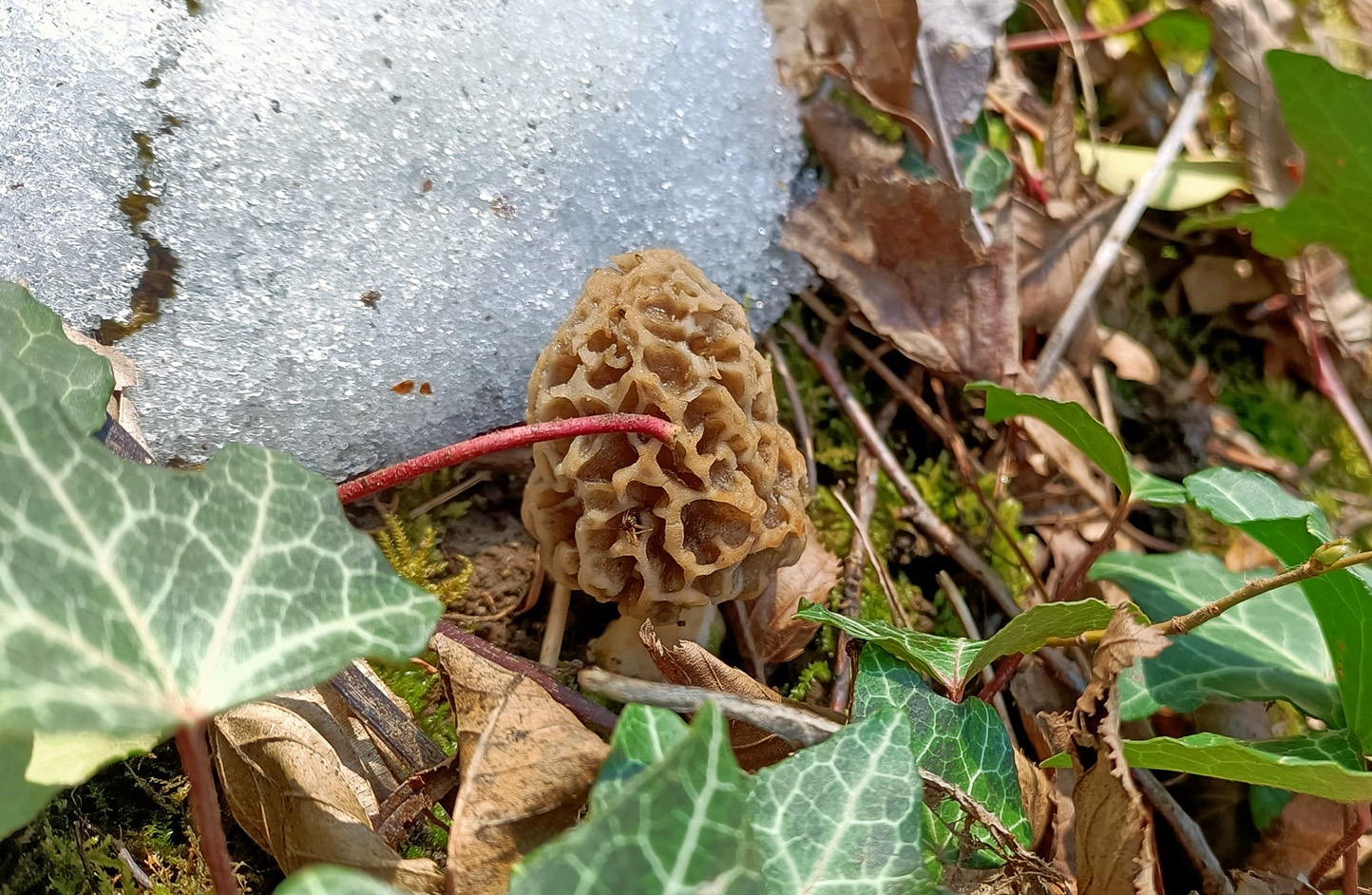 En Combien De Temps Pousse Une Morille Des morilles sous la neige ? - Chasseurs de champignons