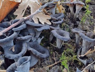 vertus et bienfaits des trompettes de la mort