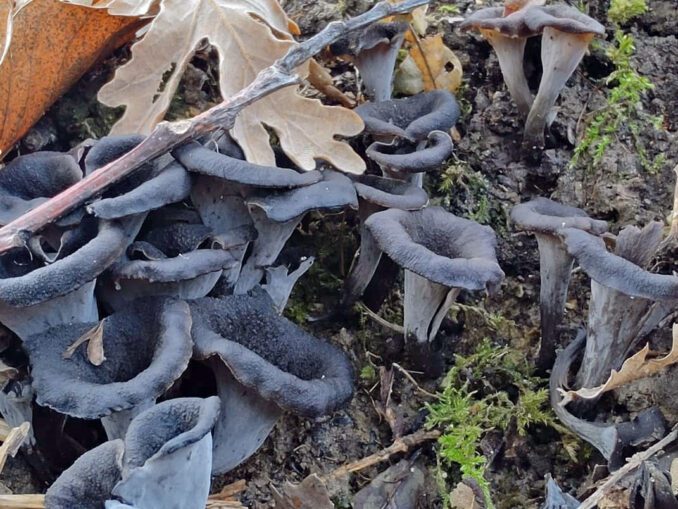 Le prix des trompettes de la mort au kilo - Chasseurs de champignons