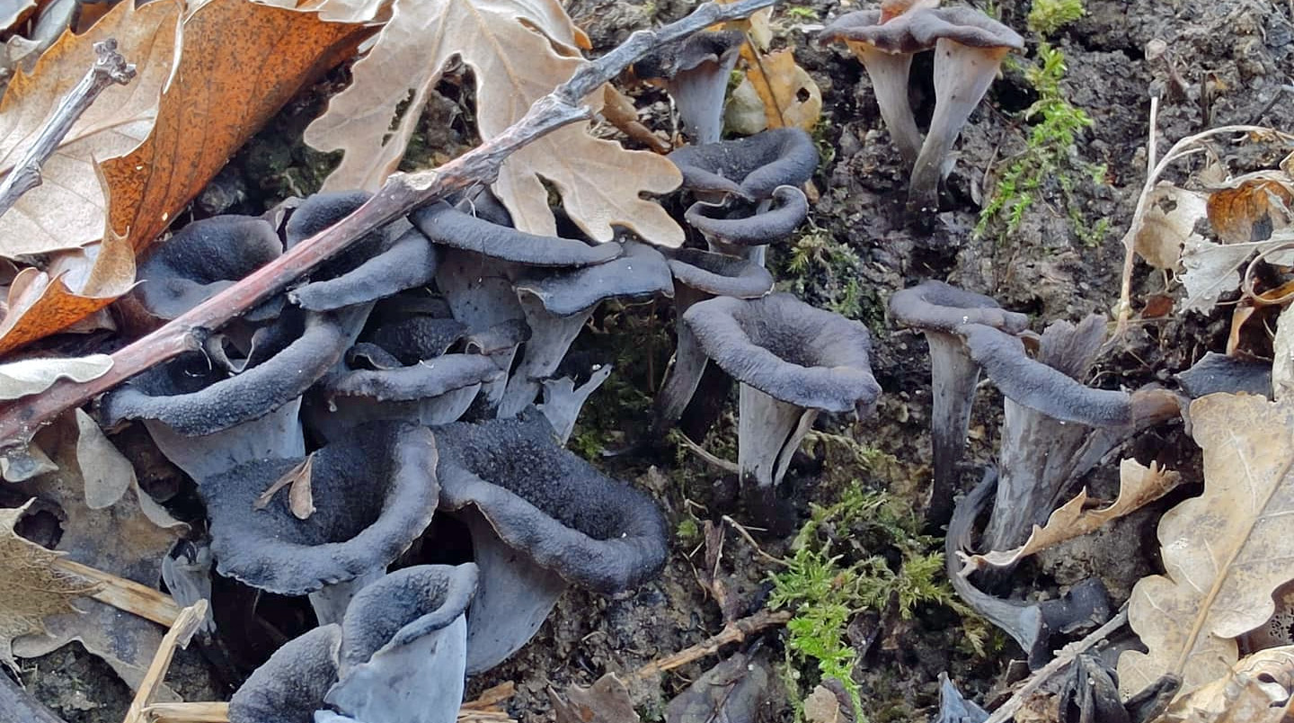 Comment Congeler Des Trompettes De La Mort Trompette de la mort : vertus et bienfaits - Chasseurs de champignons