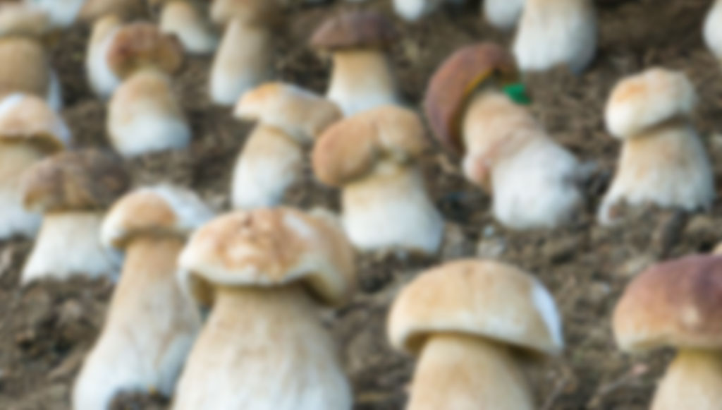 Peut-on faire pousser des cèpes ? - Chasseurs de champignons