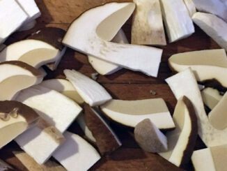 Des champignons crus (ici, des cèpes)