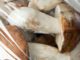 Des champignons dans un sac plastique