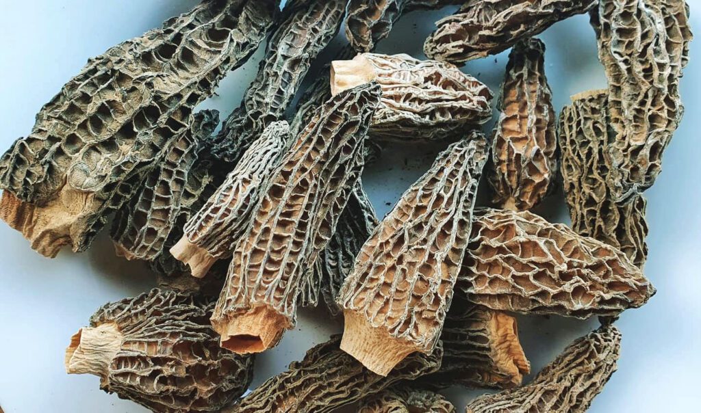 Des morilles séchées avant de les réhydrater