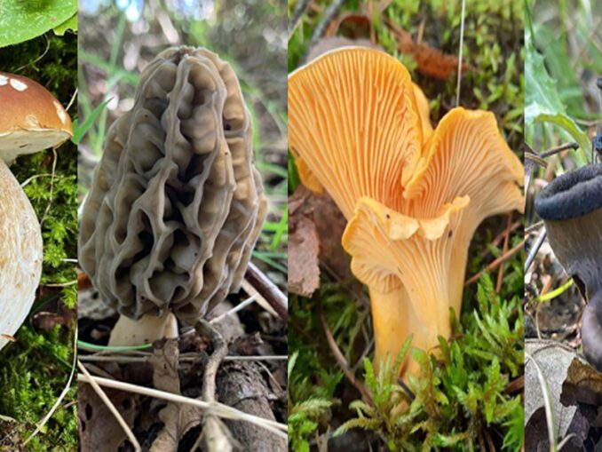 Comment reconnaître les girolles ? Chasseurs de champignons