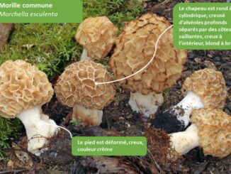 comment reconnaître les morilles