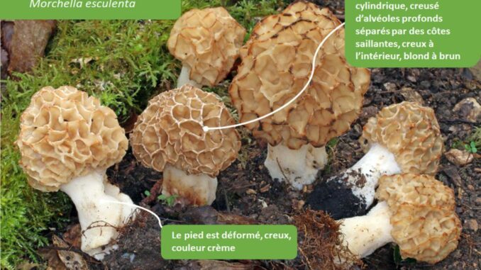 comment reconnaître les morilles