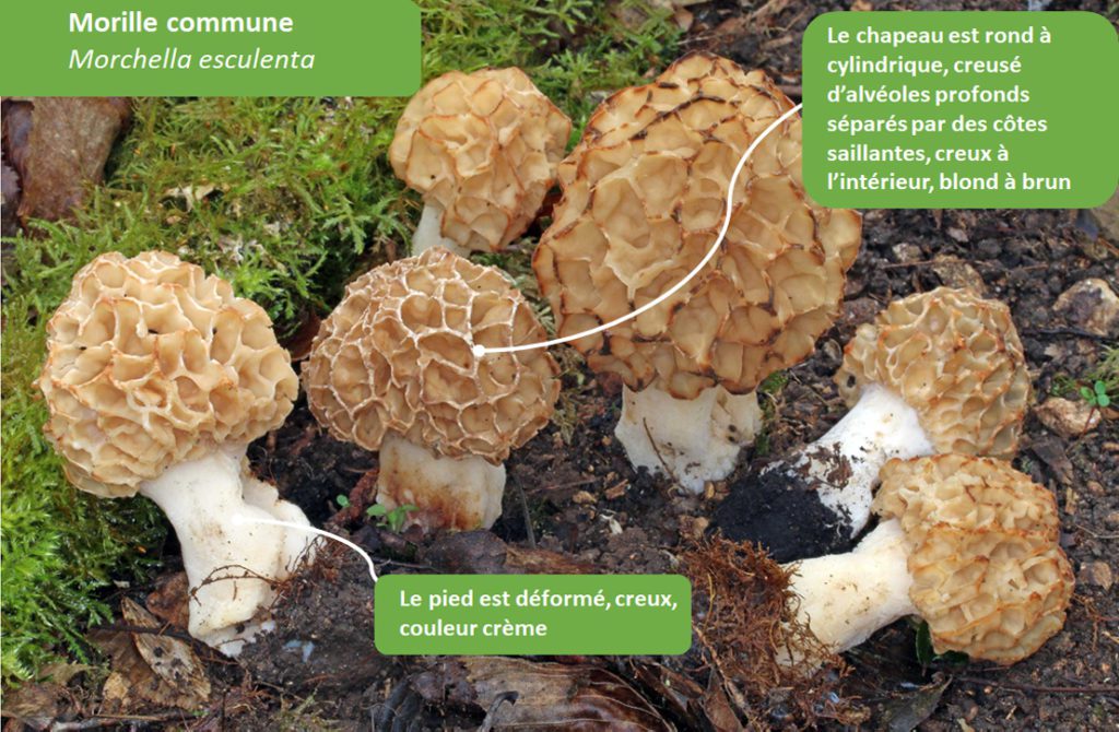 comment reconnaître les morilles