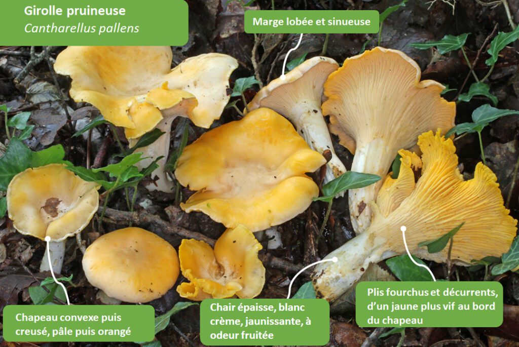 Reconnaître les girolles