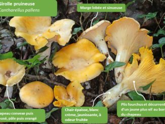 Reconnaître les girolles