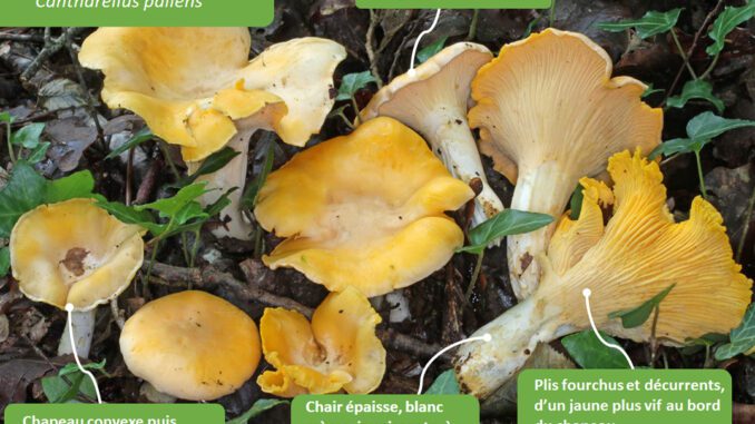 Reconnaître les girolles