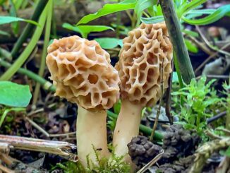 2 morilles communes (Morchella esculenta)