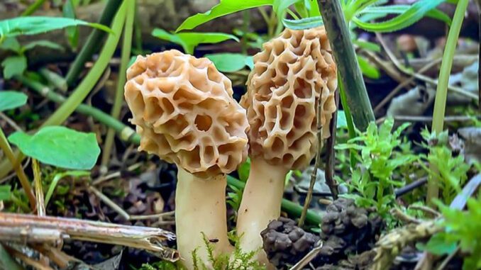 2 morilles communes (Morchella esculenta)