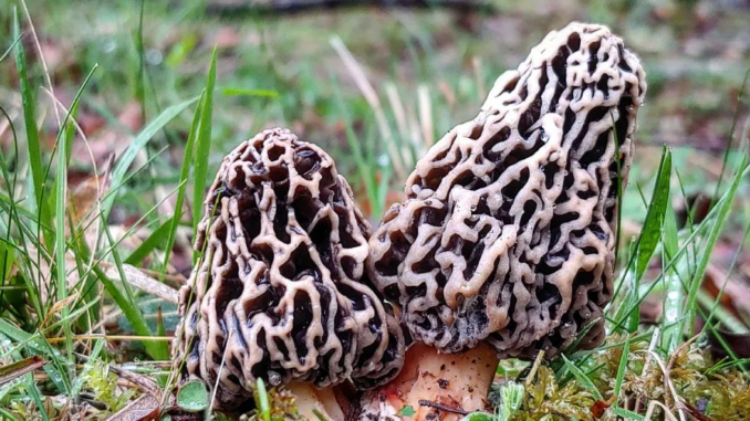 2 morilles vulgaires (Morchella vulgaris)