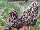 2 morilles vulgaires (Morchella vulgaris)