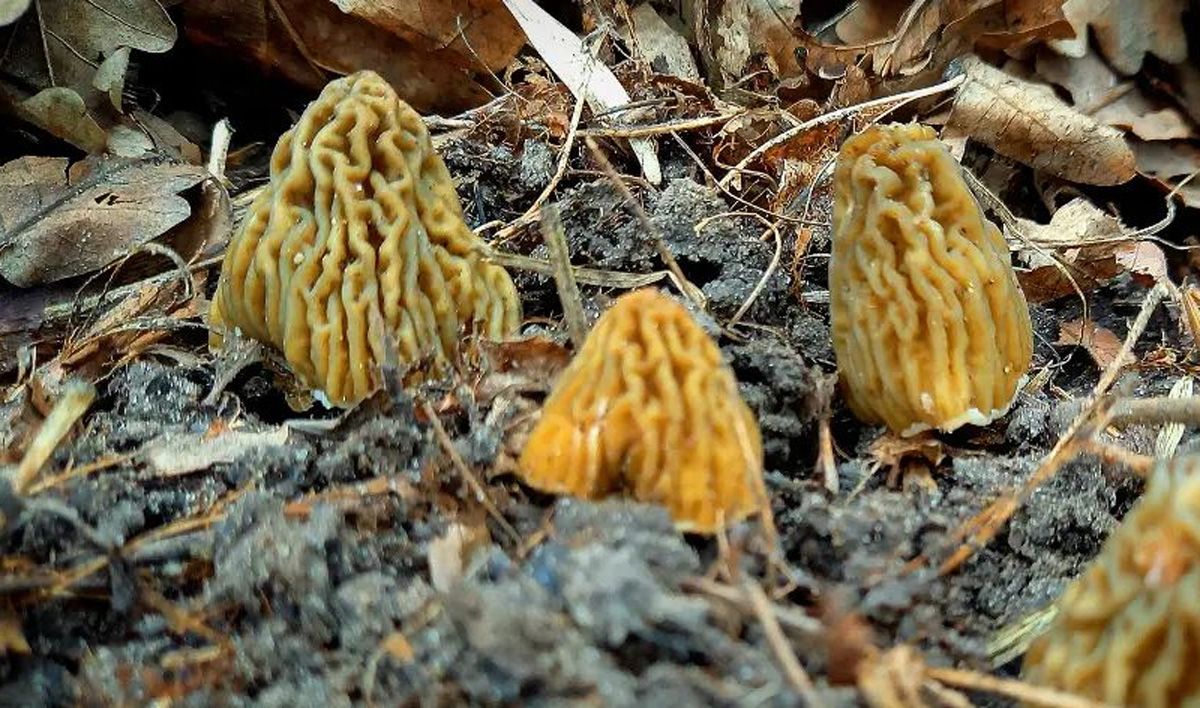 Verpe de bohême, tout savoir ! Chasseurs de champignons