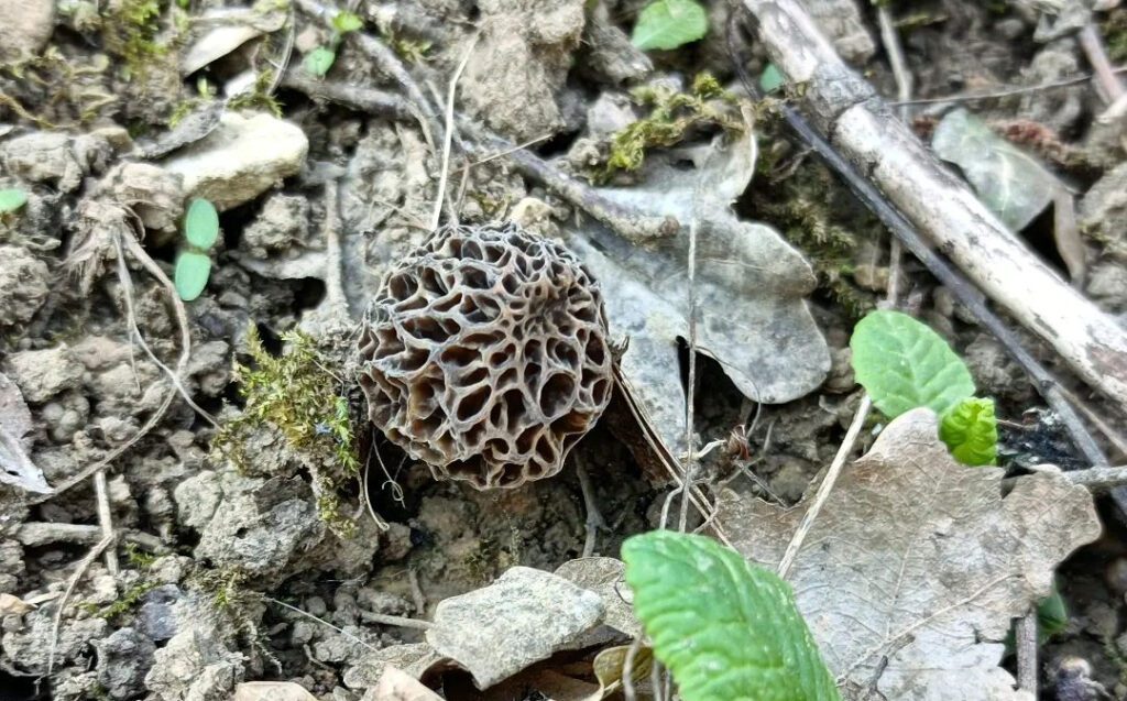 Les champignons du printemps par excellent, les morilles