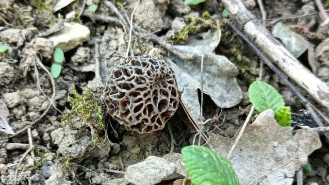 Les champignons du printemps par excellent, les morilles