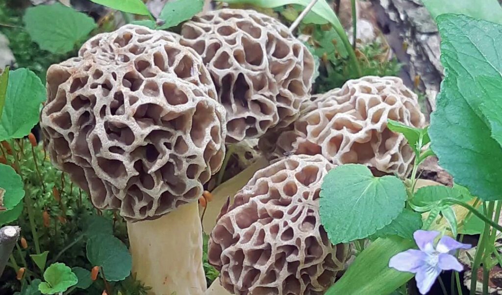 Un groupe de morilles