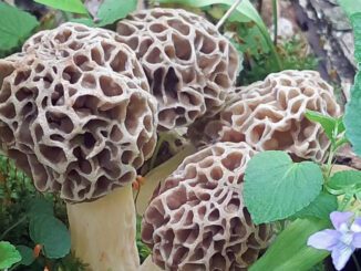 Un groupe de morilles