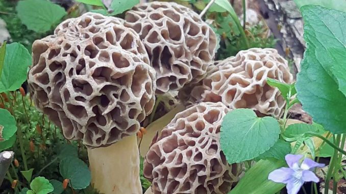 Un groupe de morilles