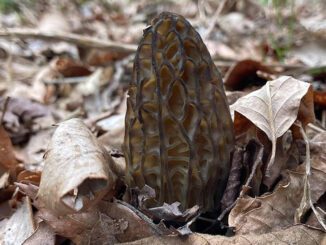 Une morille conique (Morchella conica)