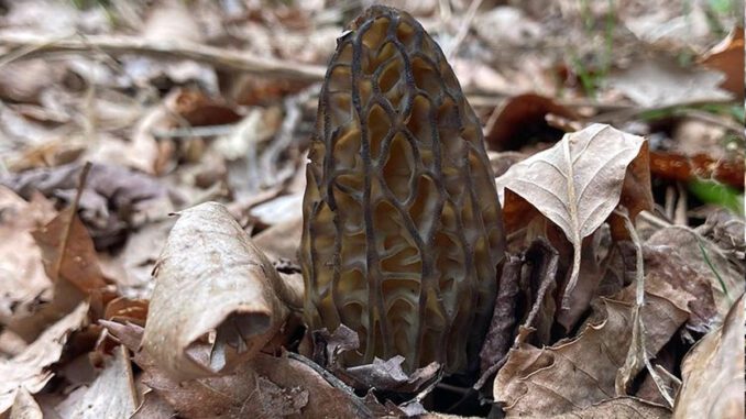 Une morille conique (Morchella conica)