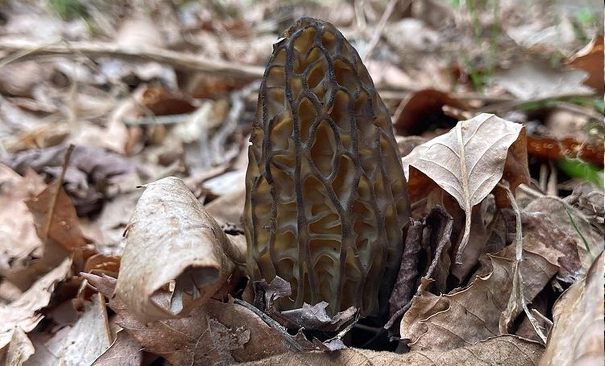 En Combien De Temps Pousse Une Morille La morille conique - Chasseurs de champignons
