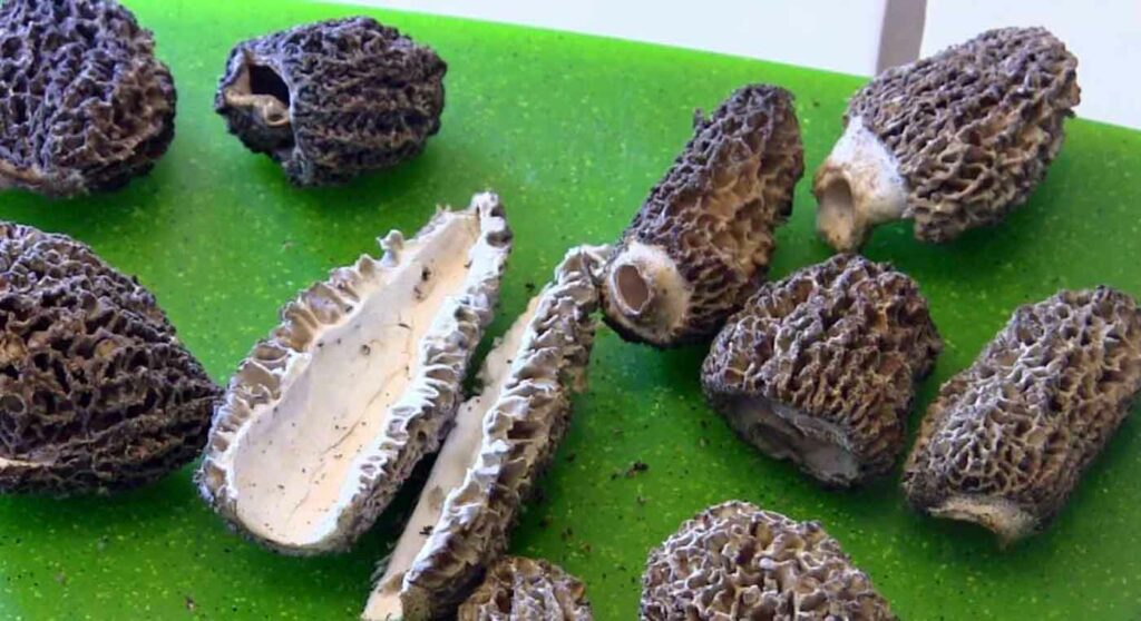 conservation des morilles