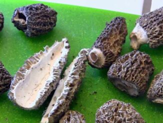 conservation des morilles