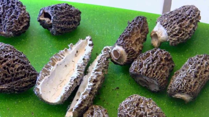 conservation des morilles