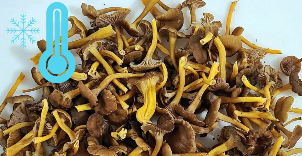 Congélation de chanterelles