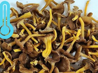 Congélation de chanterelles