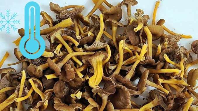 Congélation de chanterelles