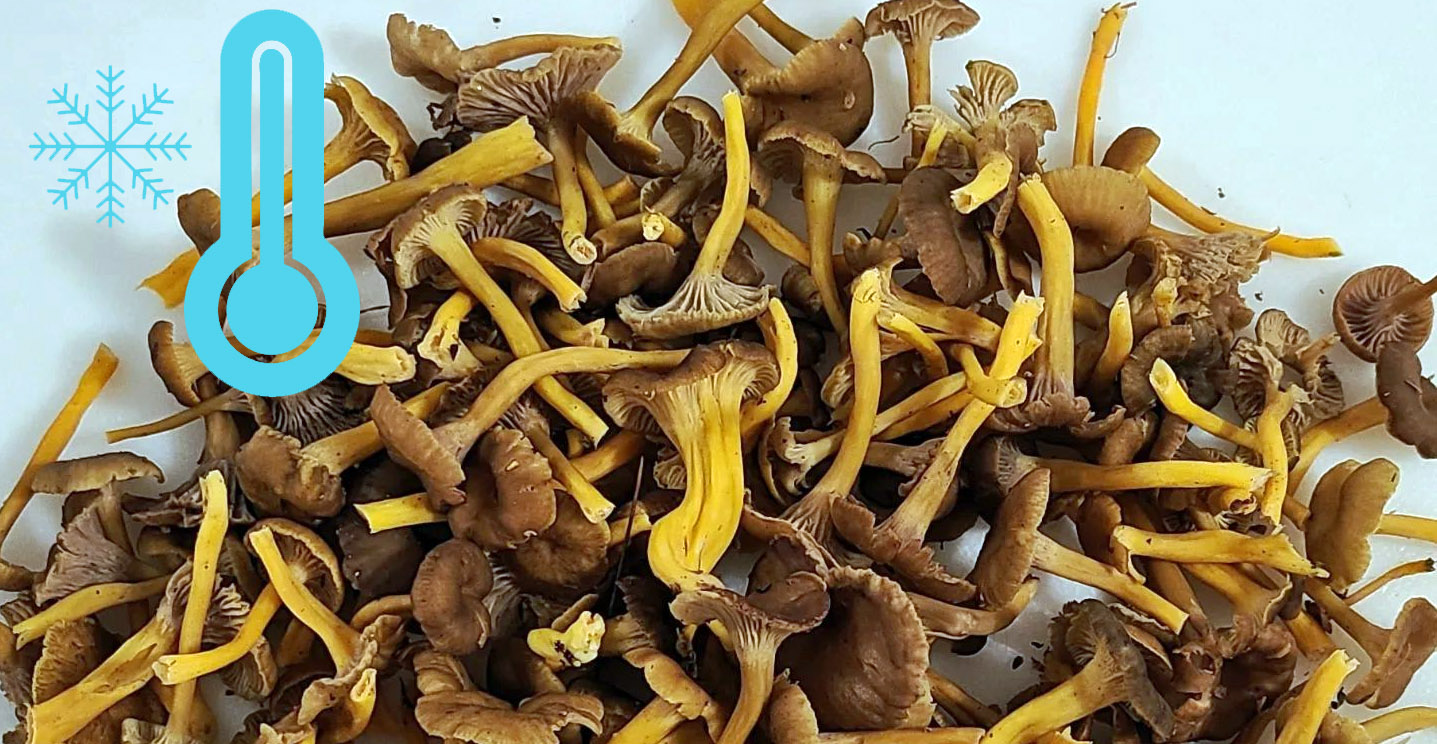 Comment Congeler Des Trompettes De La Mort Comment congeler des chanterelles - Chasseurs de champignons