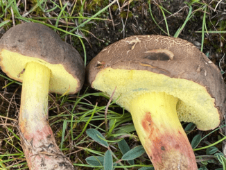 Des bolets jaunes