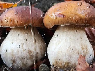 Des champignons sous la pluie