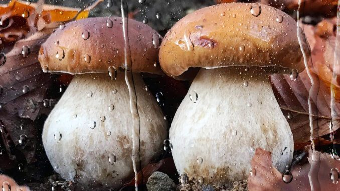 Des champignons sous la pluie