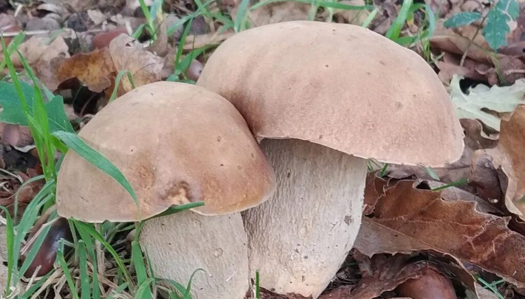 Des champignons typiques de l'été, Boletus reticulatus