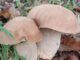 Des champignons typiques de l'été, Boletus reticulatus