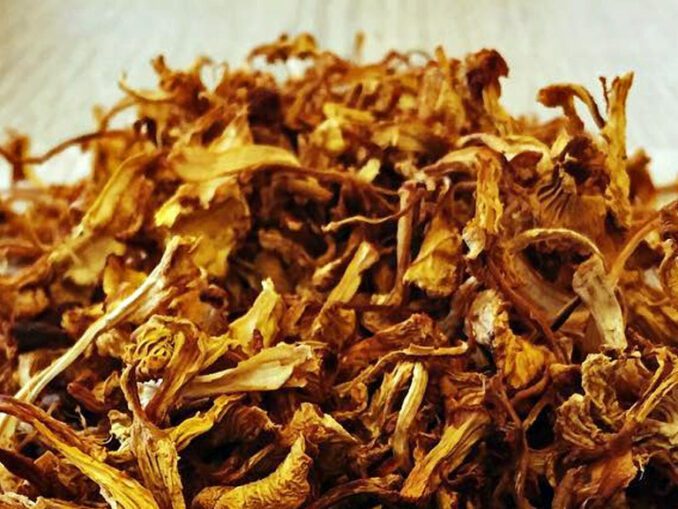 Comment congeler des chanterelles Chasseurs de champignons