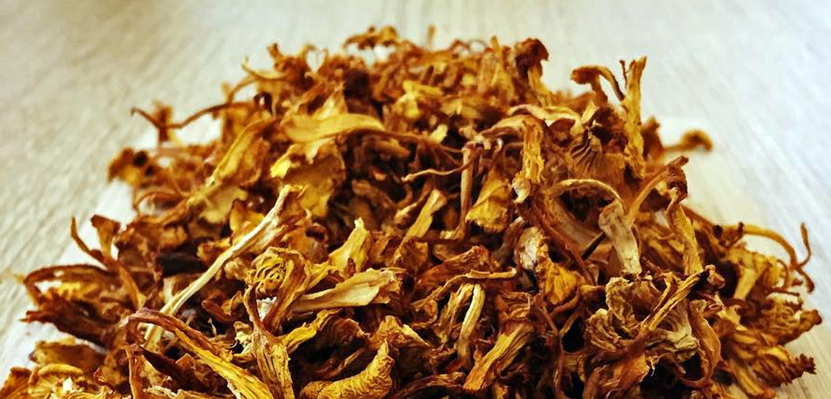Comment faire sécher des chanterelles ? Chasseurs de champignons