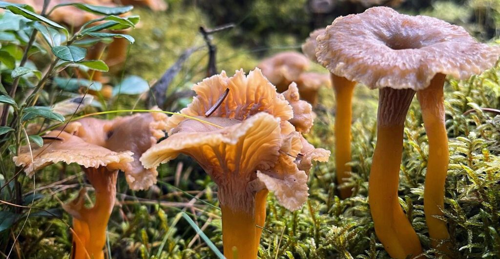 Des girolles grises (craterellus tubaeformis)