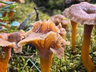 Des girolles grises (craterellus tubaeformis)