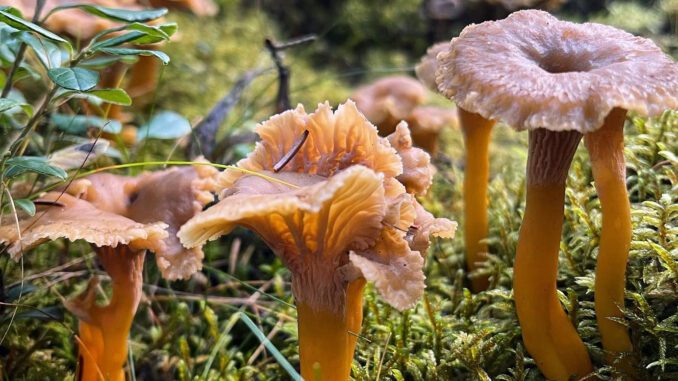 Des girolles grises (craterellus tubaeformis)